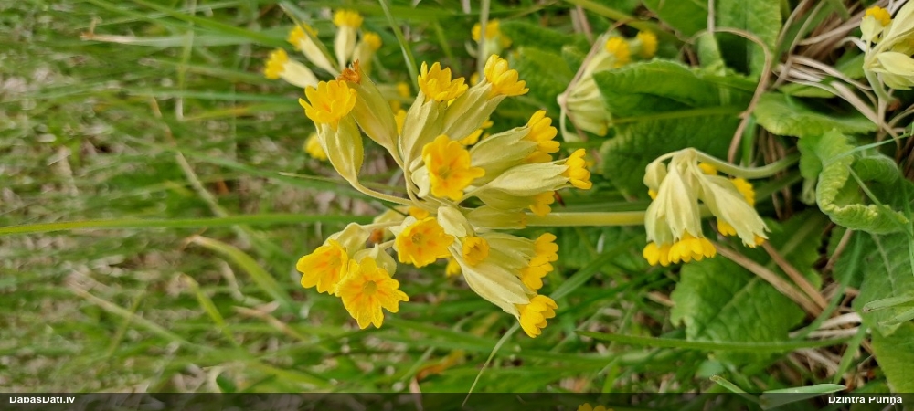 первоцвет весенний
