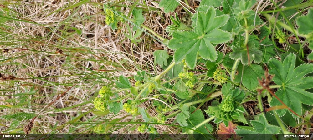 манжетка обыкновенная