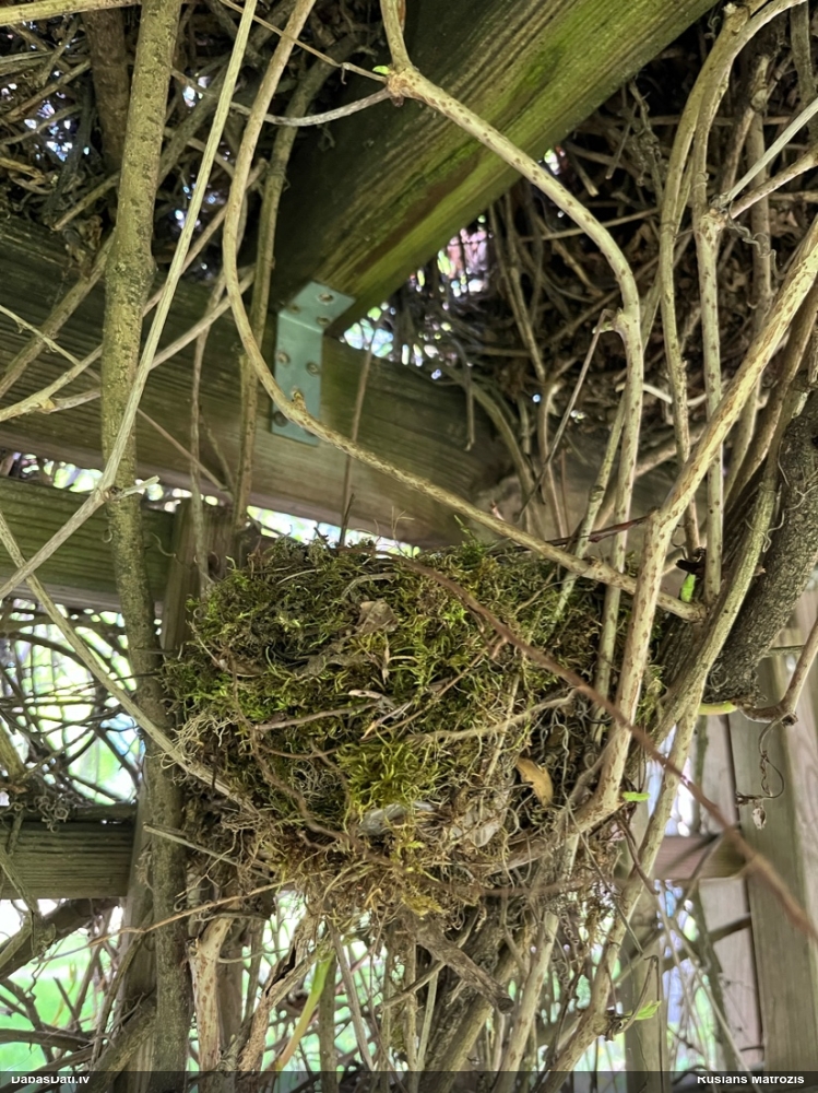 черный дрозд