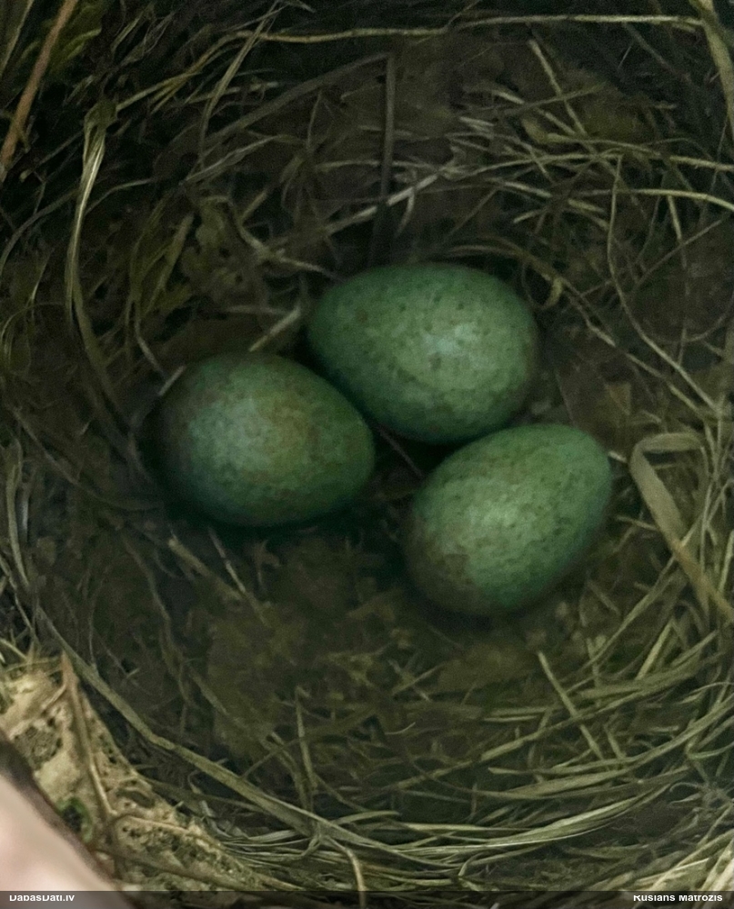 черный дрозд