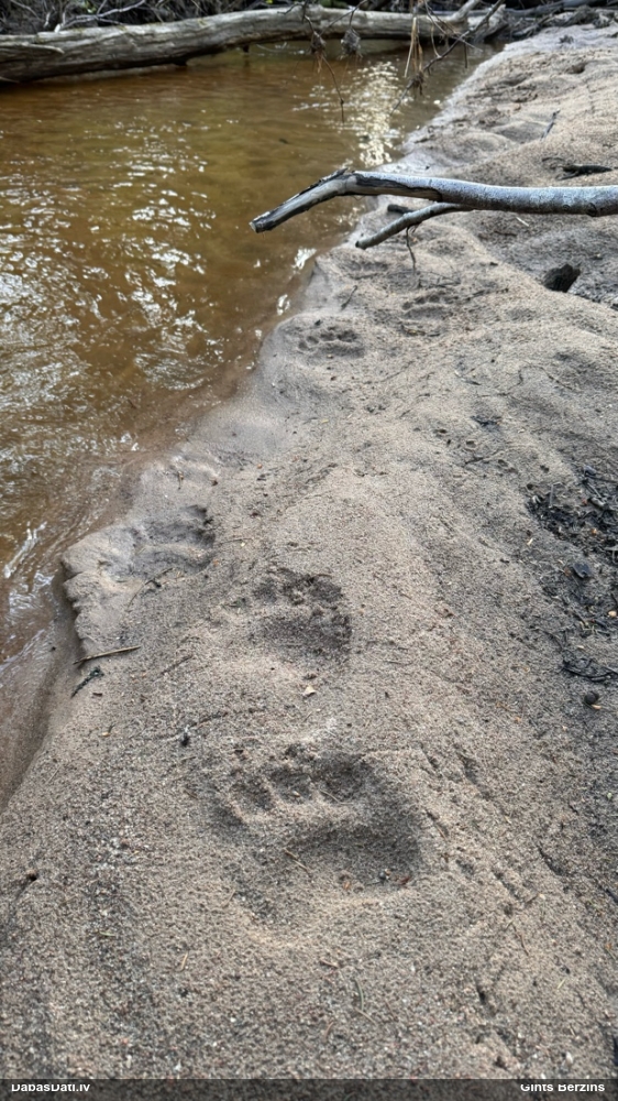 бурый медведь