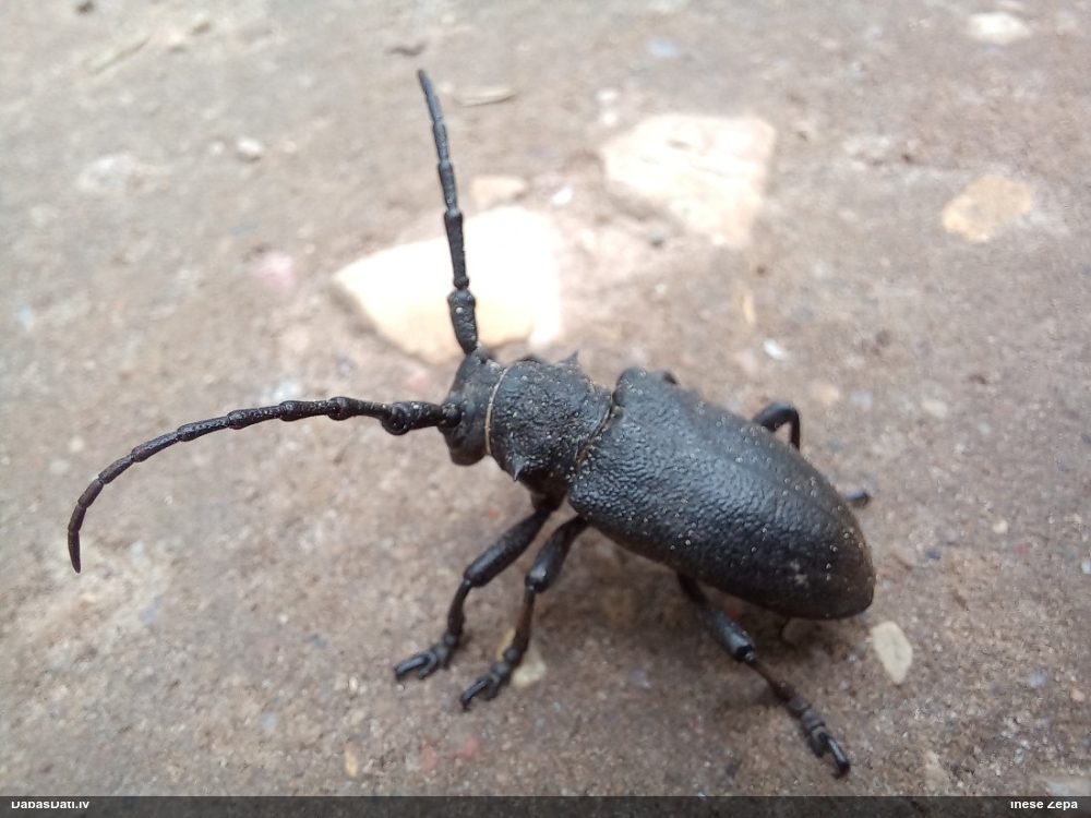 Vītolu koksngrauzis