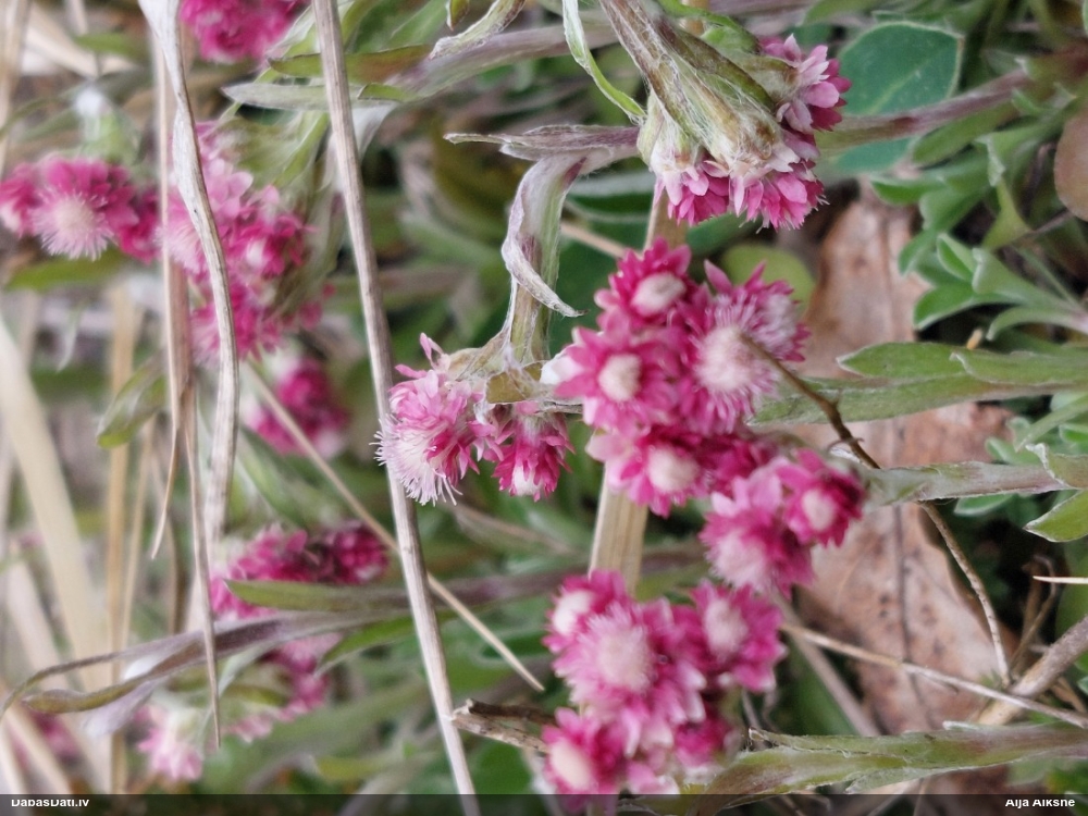 кошачья лапка двудомная