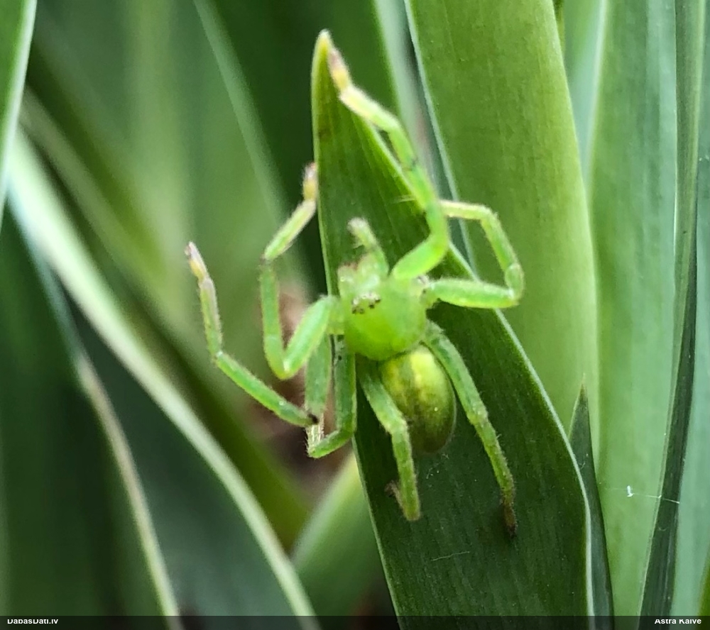 Medniekzirneklis Micrommata virescens