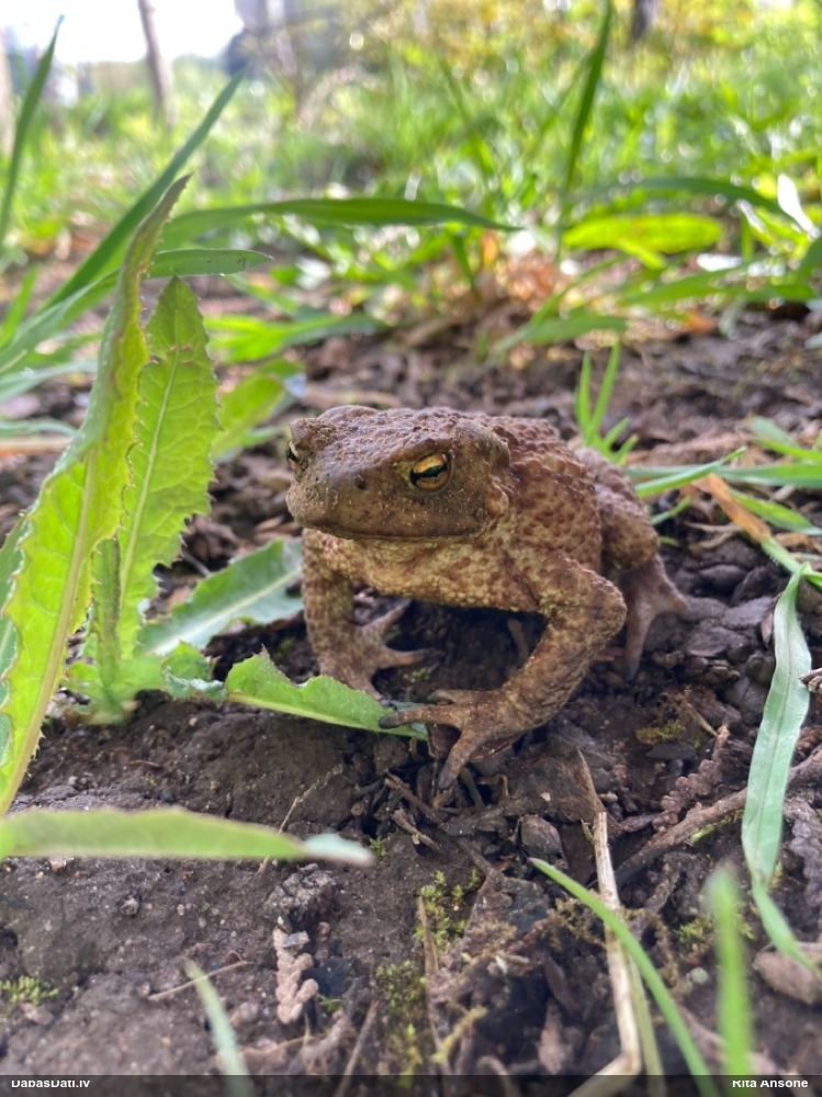 обыкновенная жаба