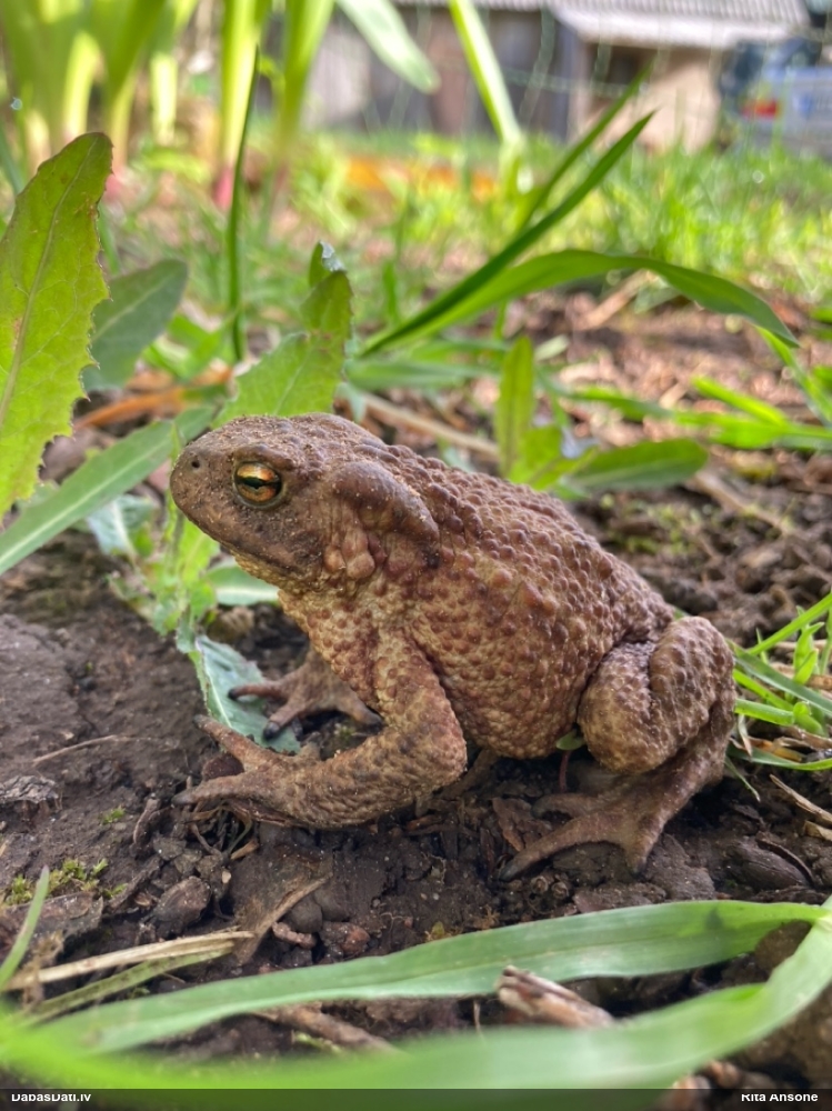 обыкновенная жаба