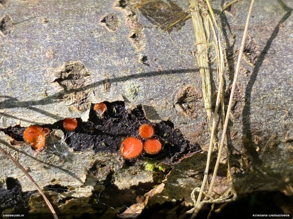 щитовидная скутеллиния