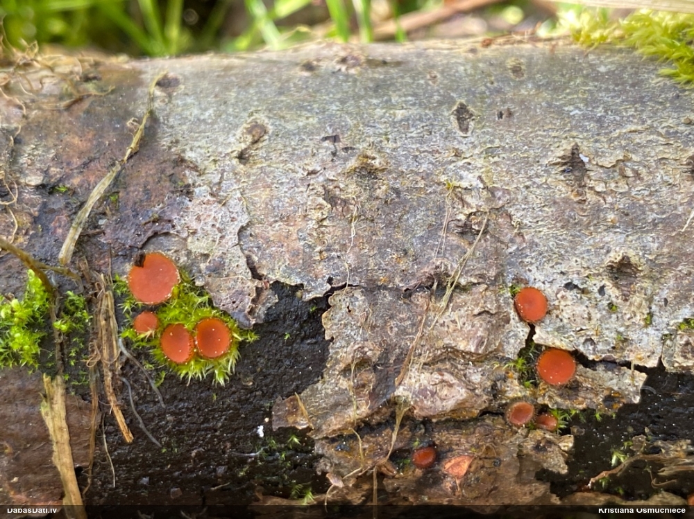 щитовидная скутеллиния