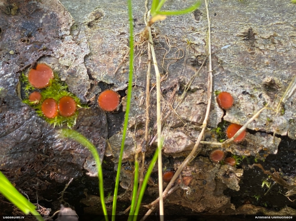 щитовидная скутеллиния