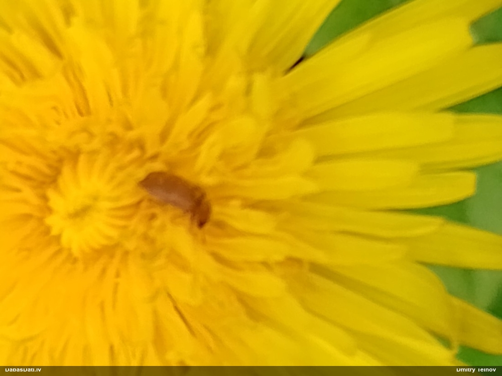 Aveņvabole Byturus tomentosus