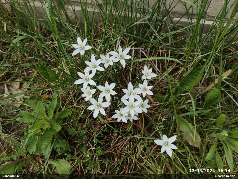 птицемлечник зонтичный