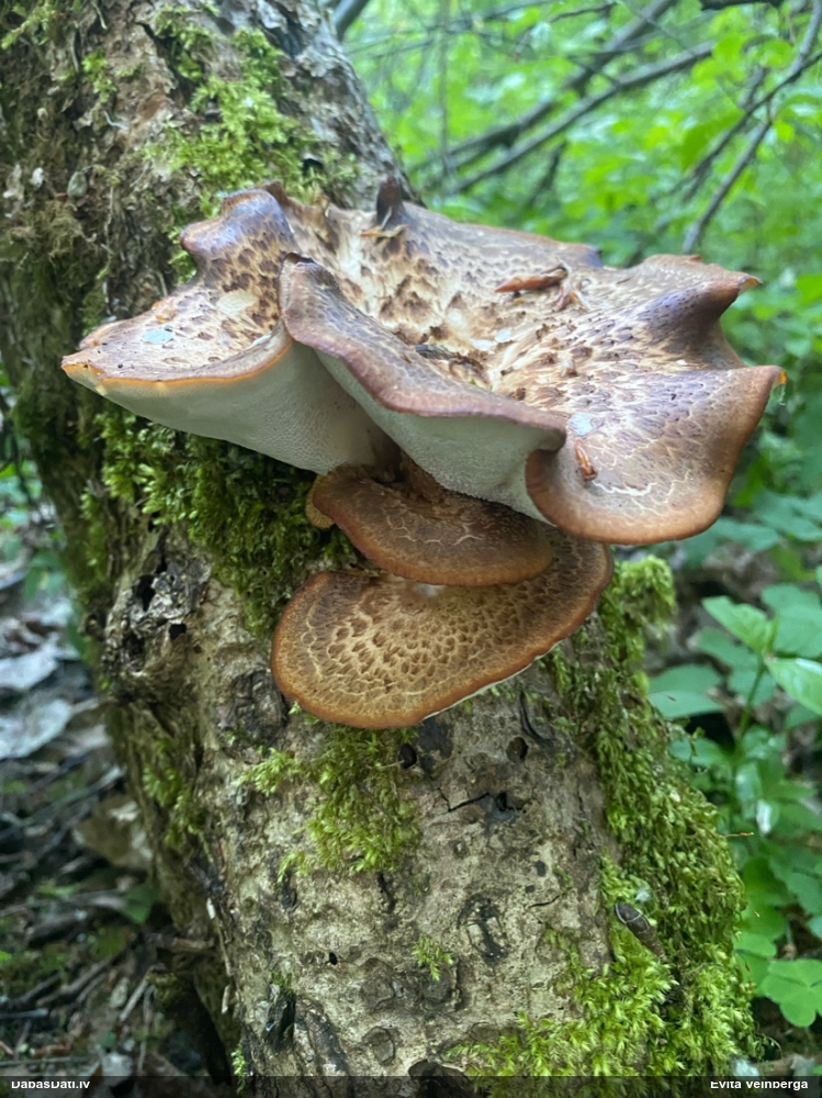 Zvīņainā kātiņpiepe