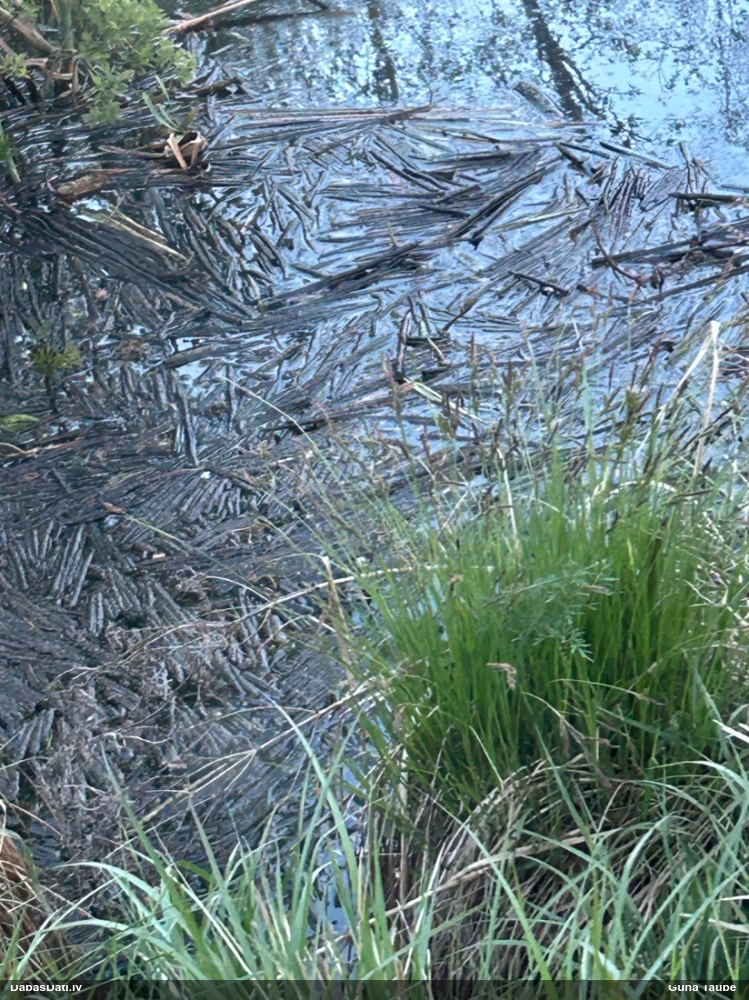 осока дернистая