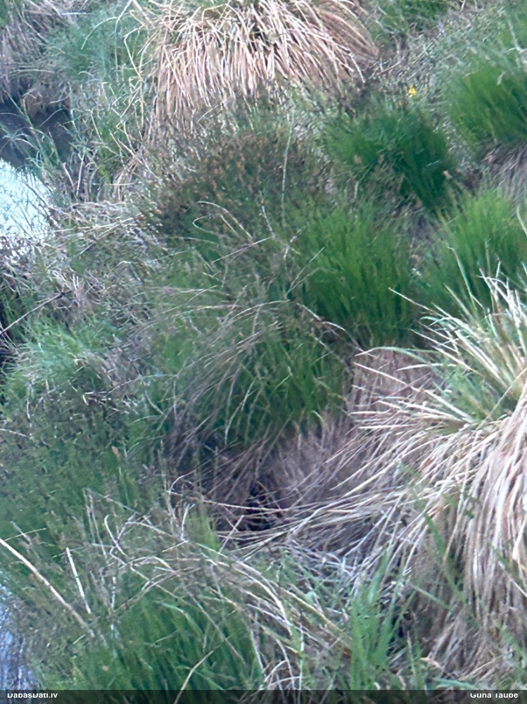 осока дернистая