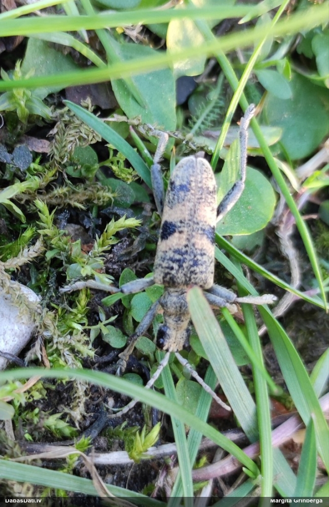 Lapkoku ligzdu koksngrauzis