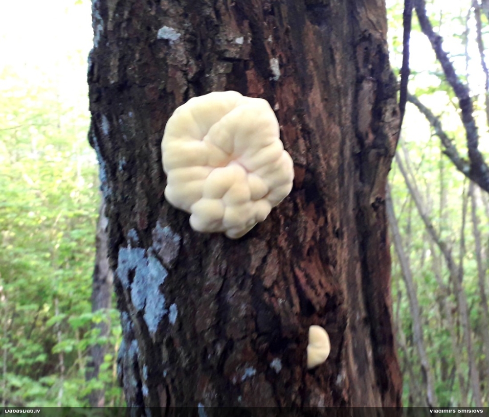 Серно-желтый трутовик