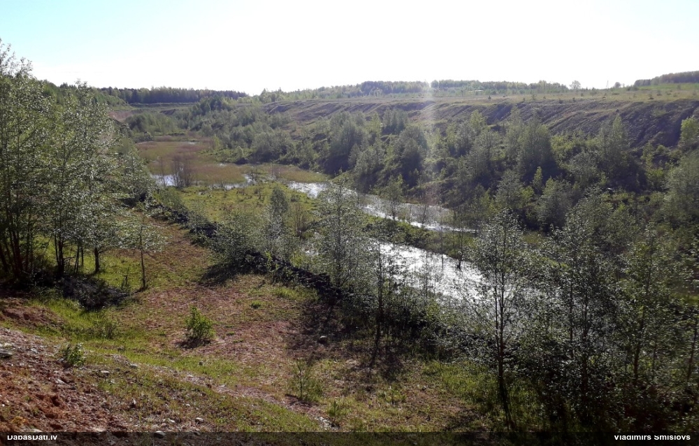 болотный лунь