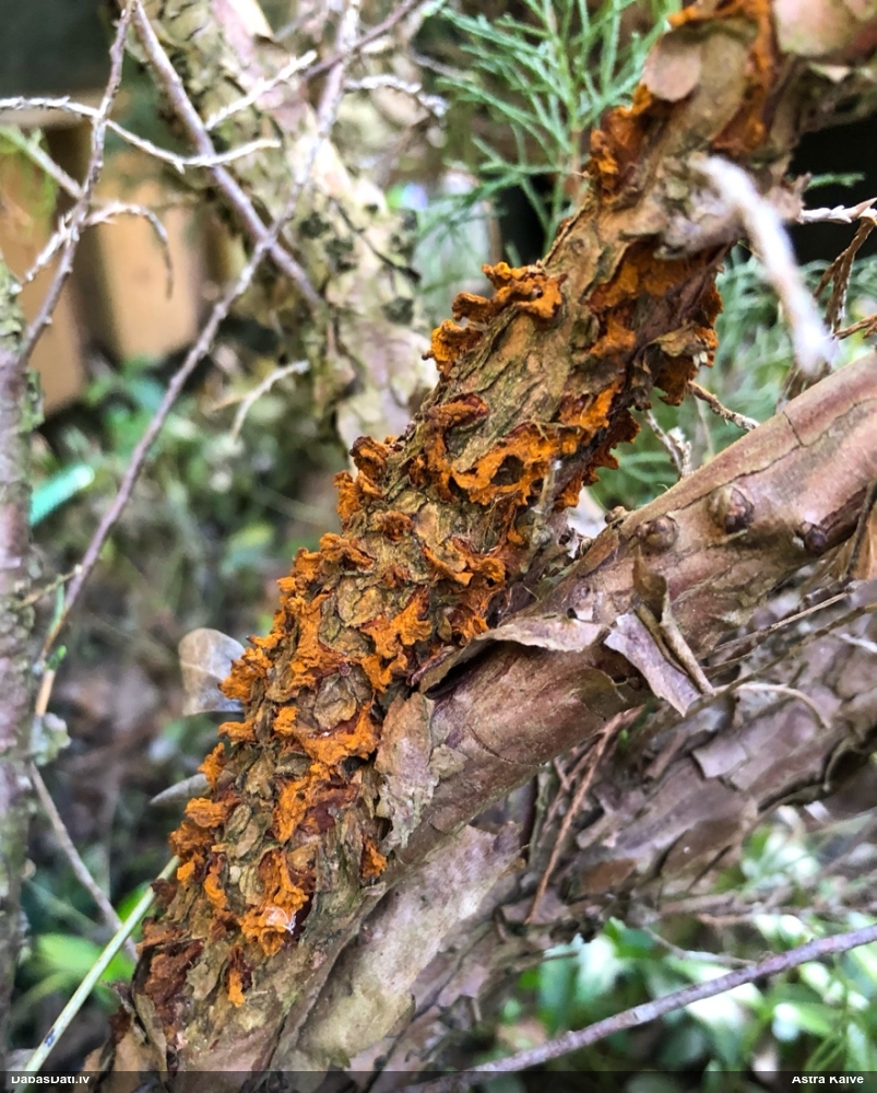 Bumbieru-kadiķu rūsa