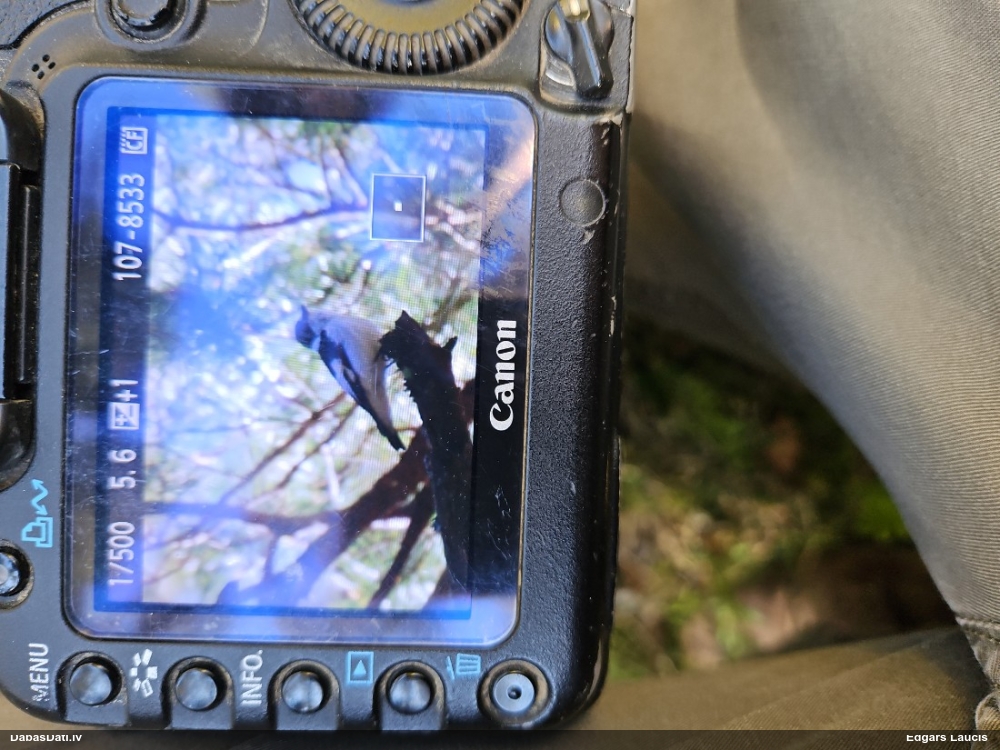 мухоловка-белошейка