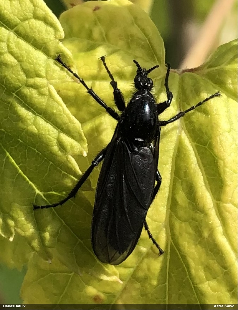 Resnkājods Bibio marci