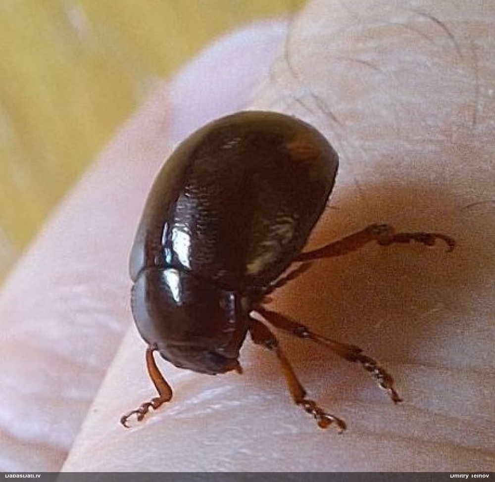 Lapgrauzis Chrysolina staphylaea