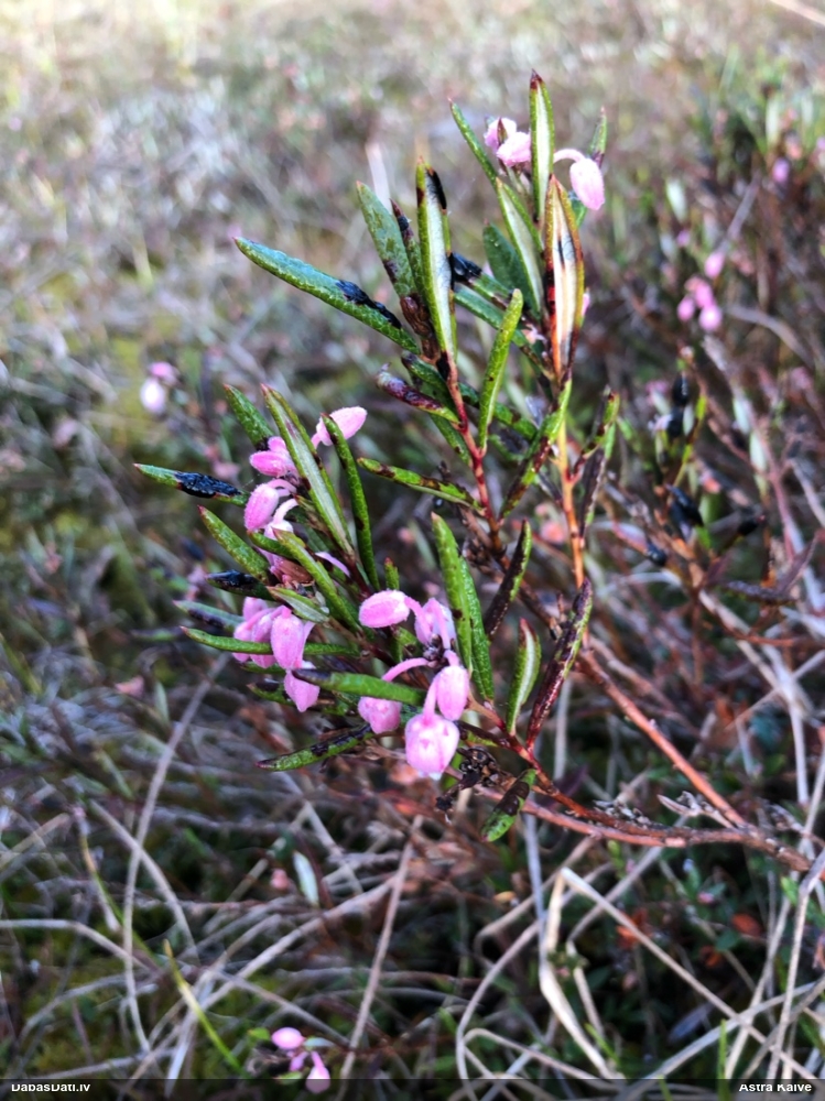 подбел многолистный