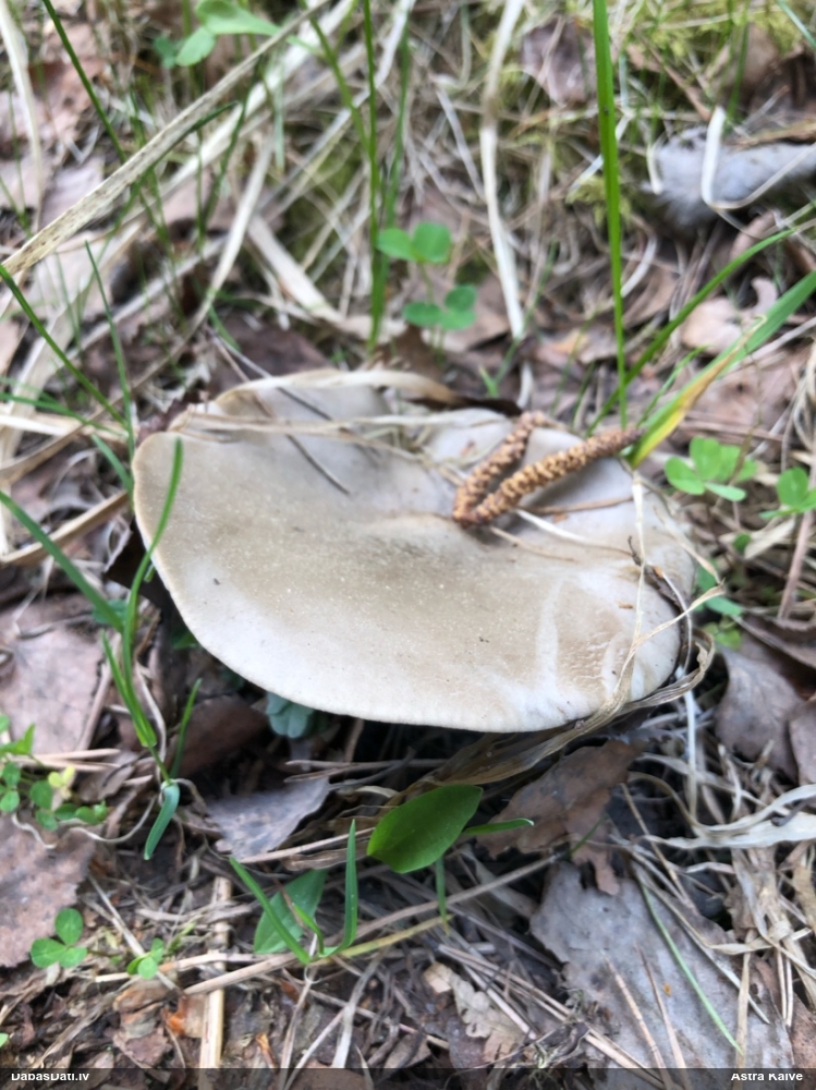 Pavasara melnbaltene