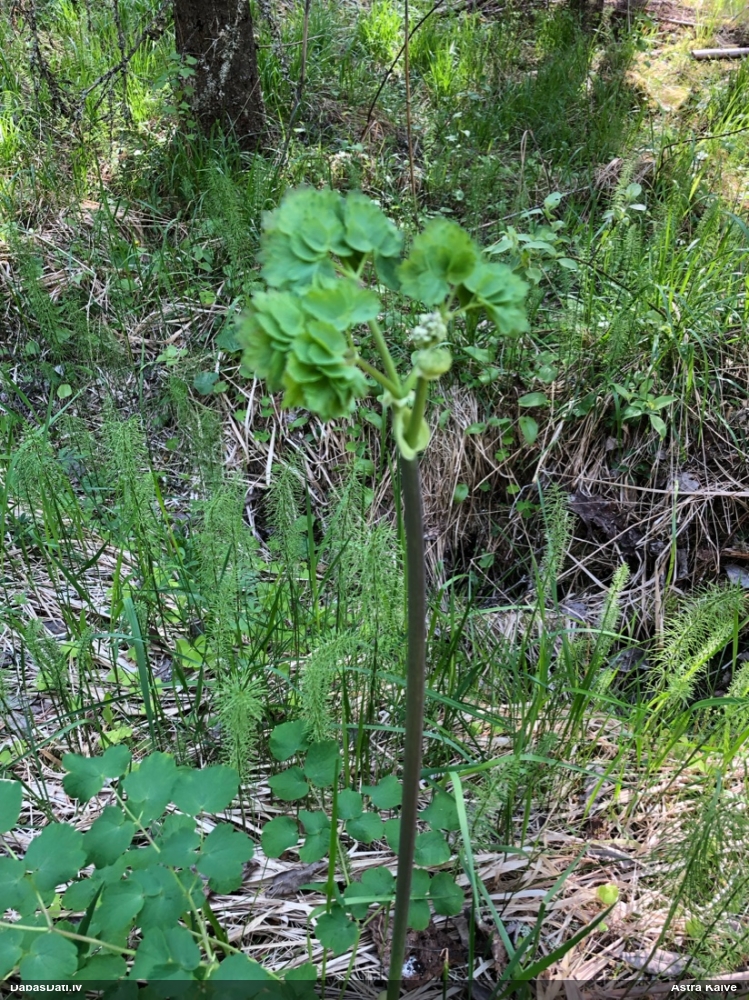 василистник водосборолистный