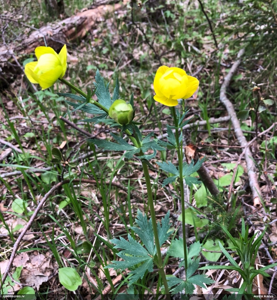 купальница европейская