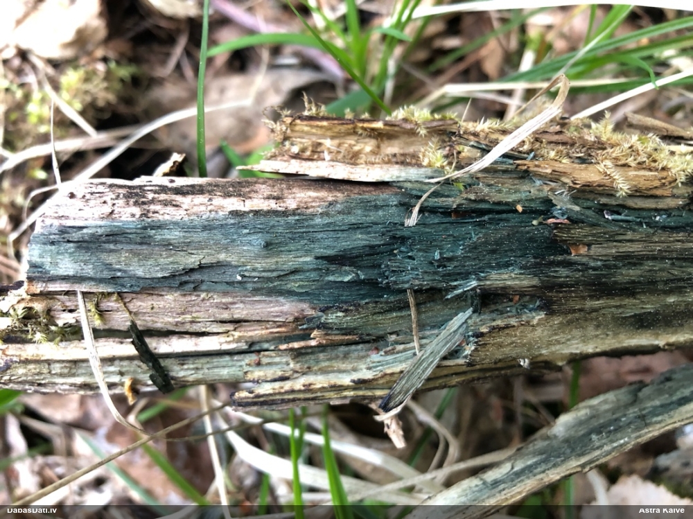 Zilzaļā hlorociborija