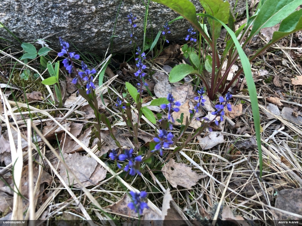 истод горьковатый