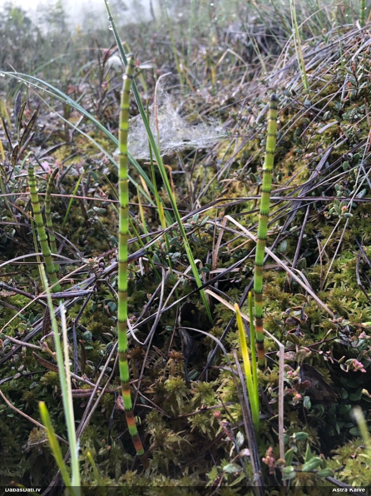 хвощ болотный