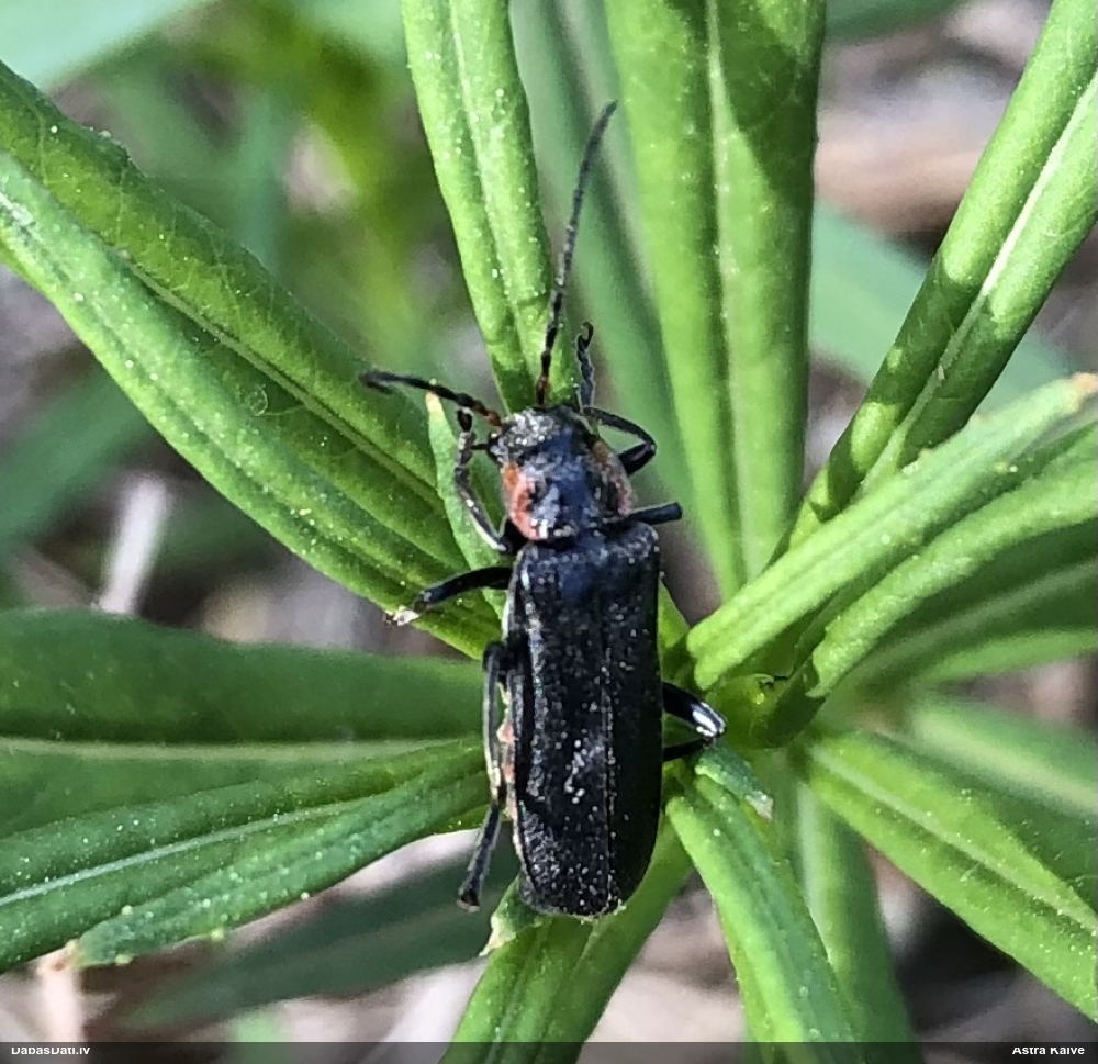 Mīkstspārnis Cantharis obscura