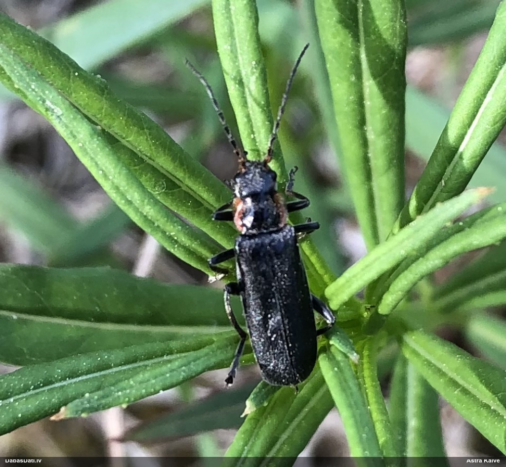 Mīkstspārnis Cantharis obscura