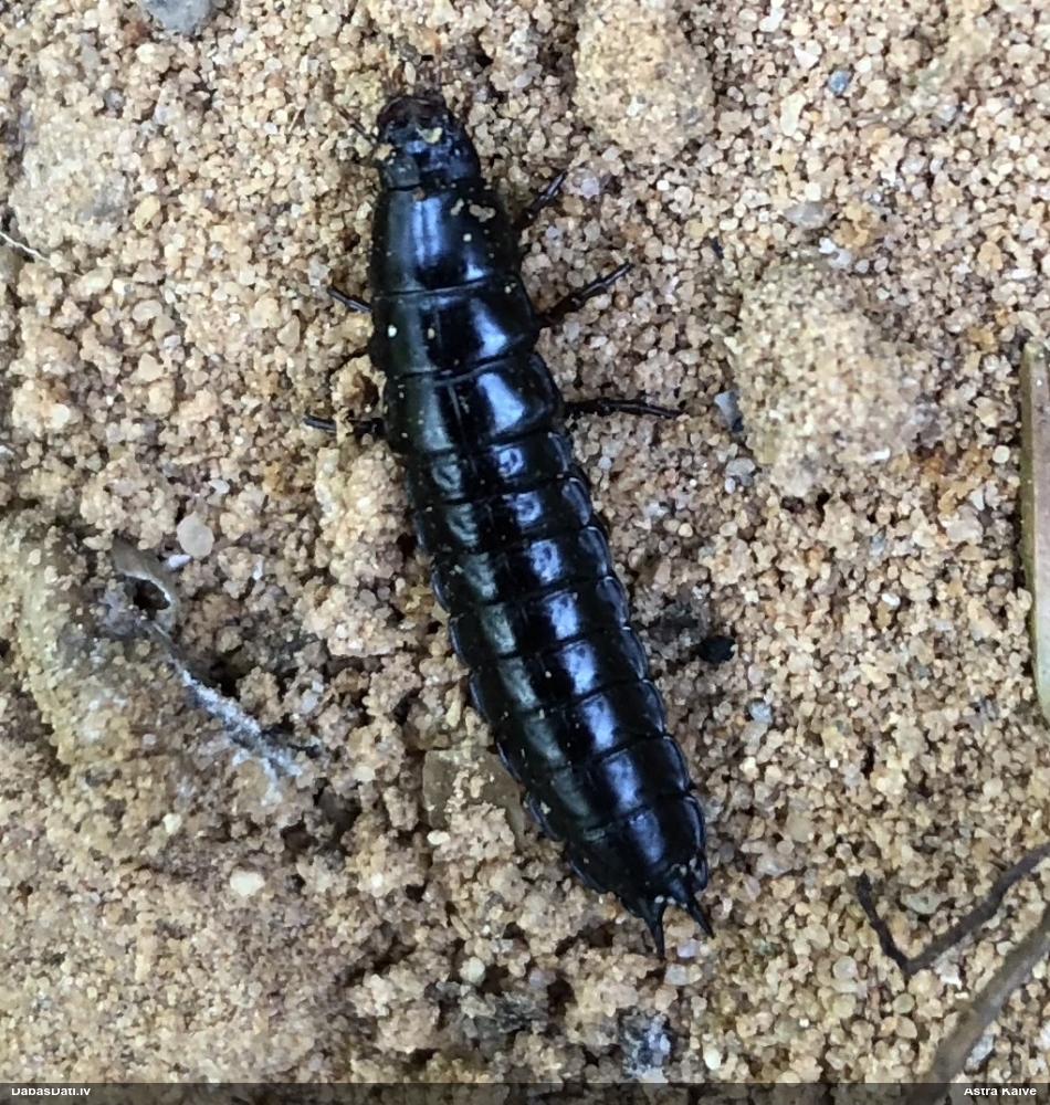 Skrejvabole Carabus sp.