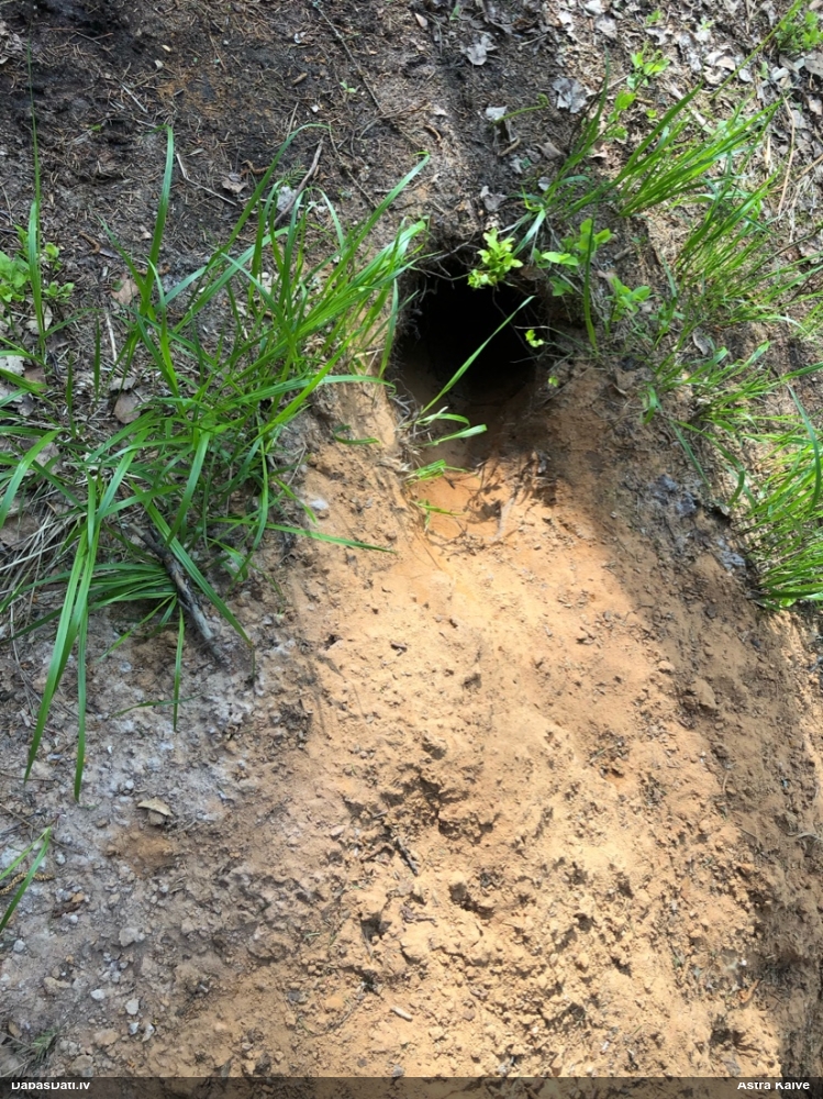 Zīdītājs (nenoteikts)