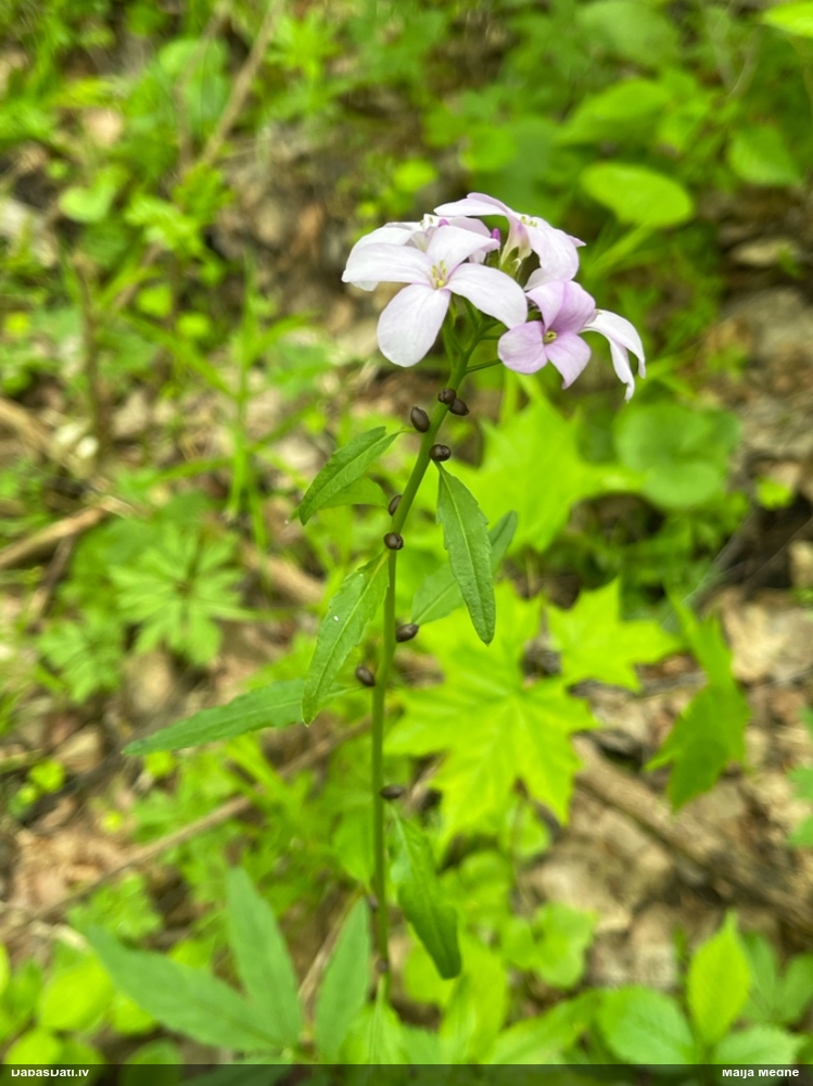 зубянка клубненосная