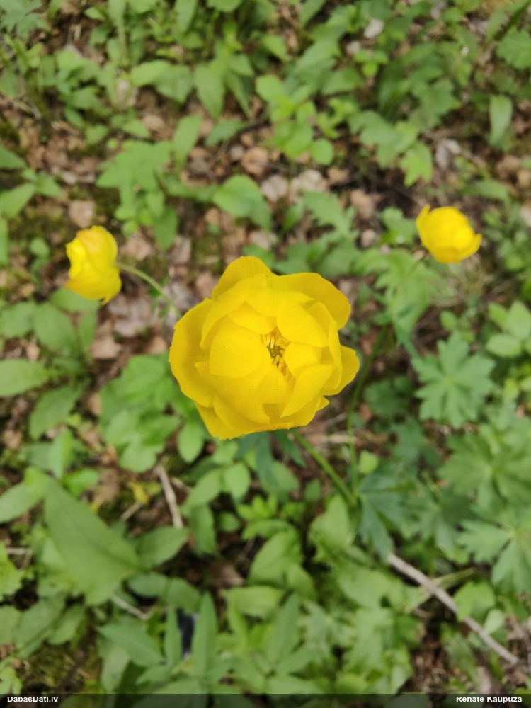 купальница европейская