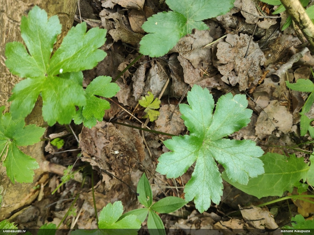 подлесник европейский