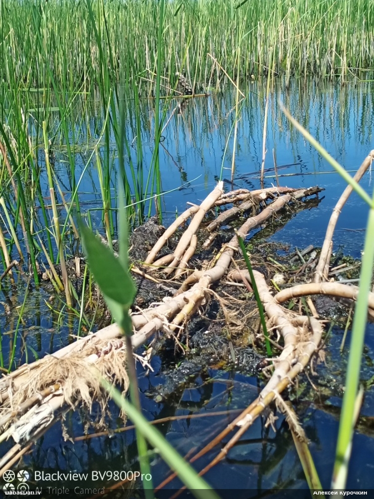 черная крачка