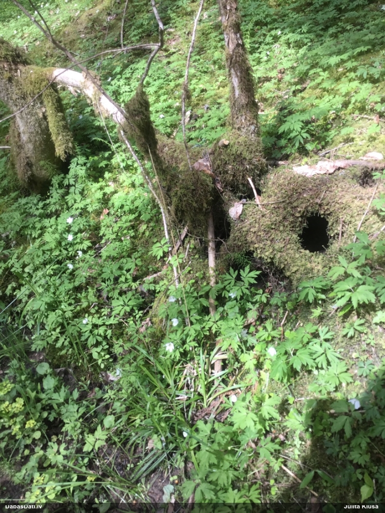 Tūbainā bārkstlape