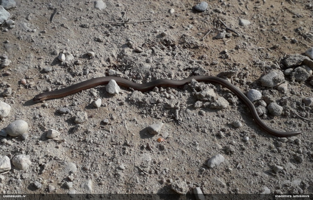 ломкая веретеница