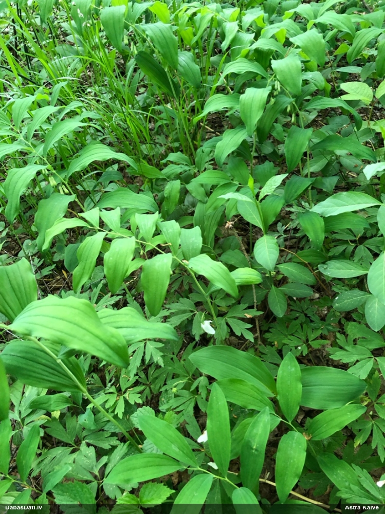 купена многоцветковая