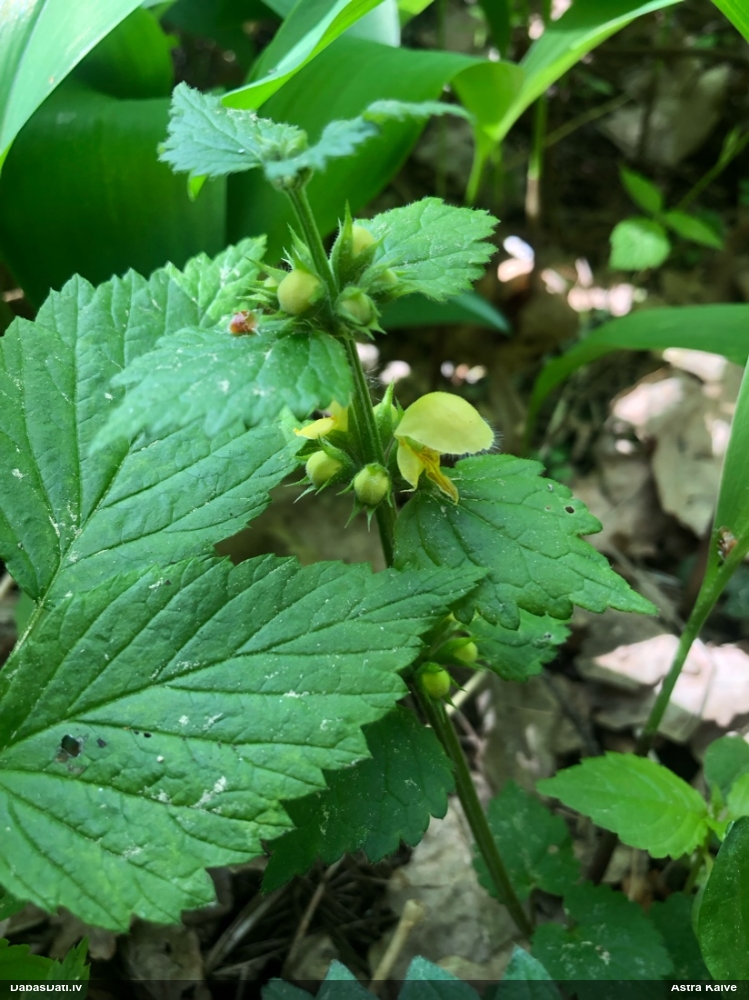 зеленчук желтый