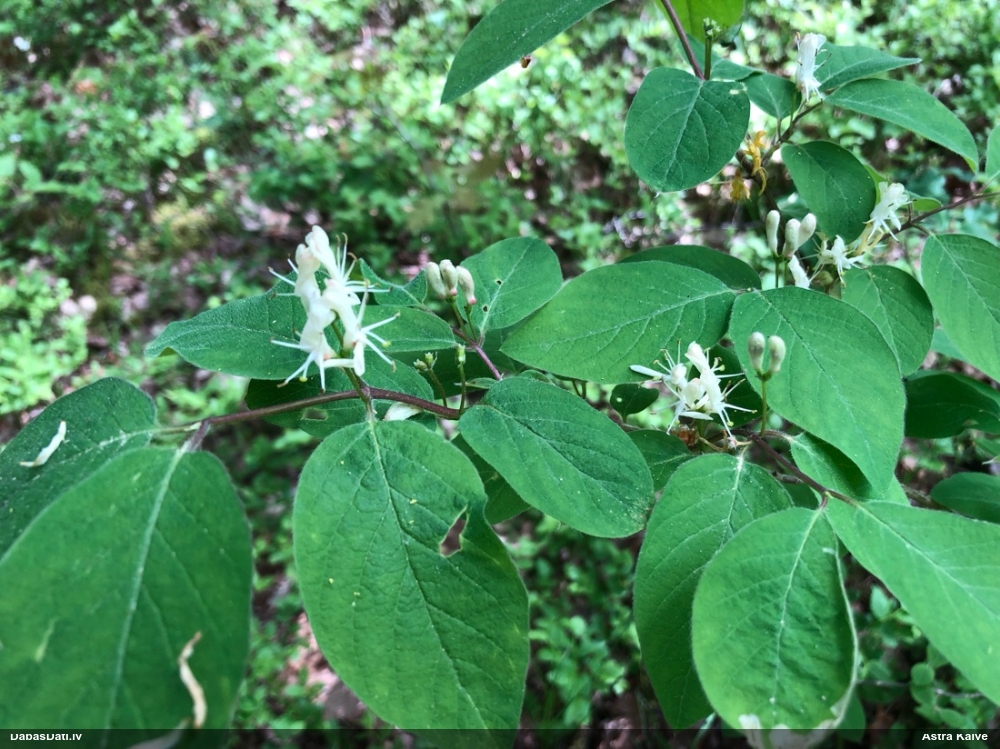 Meža (parastais) sausserdis