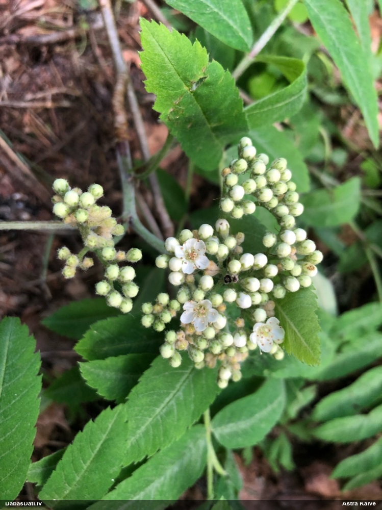 Parastais pīlādzis