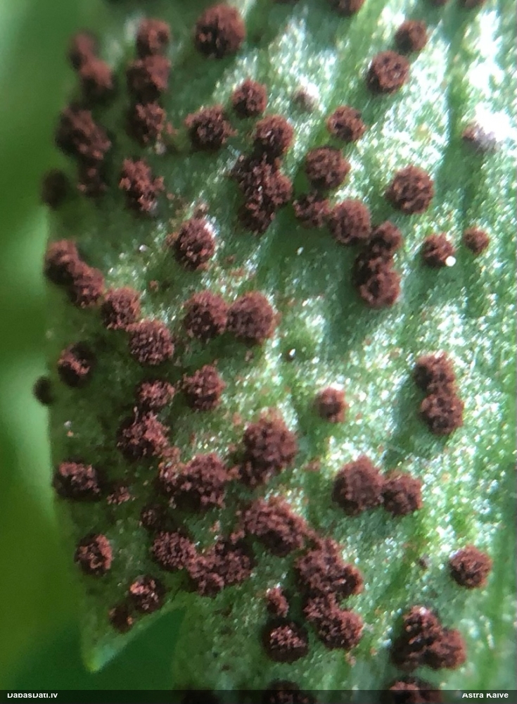 Vizbuļu rūsa Tranzschelia anemones