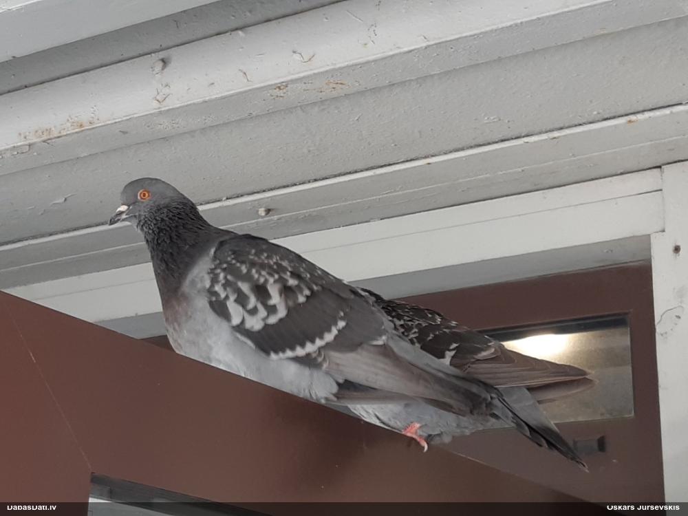 сизый голубь