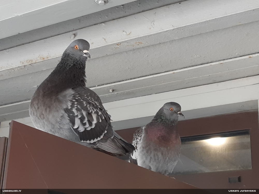 сизый голубь