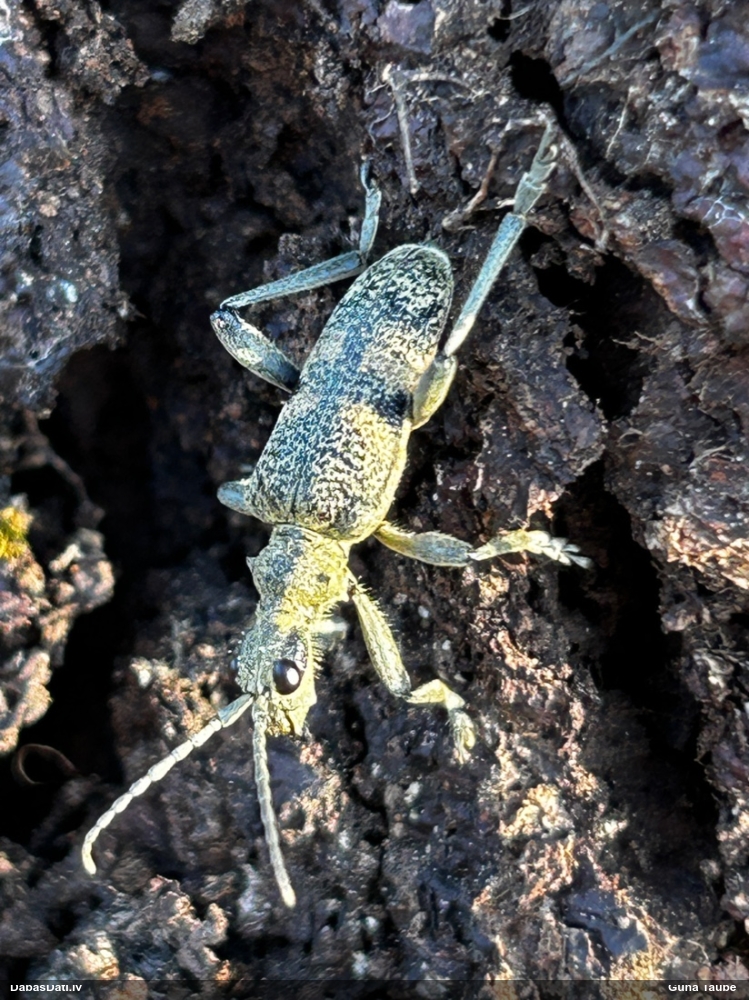 Lapkoku ligzdu koksngrauzis